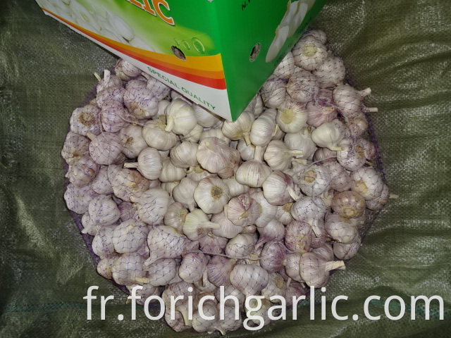 Different Sizes Normal Garlic 2019